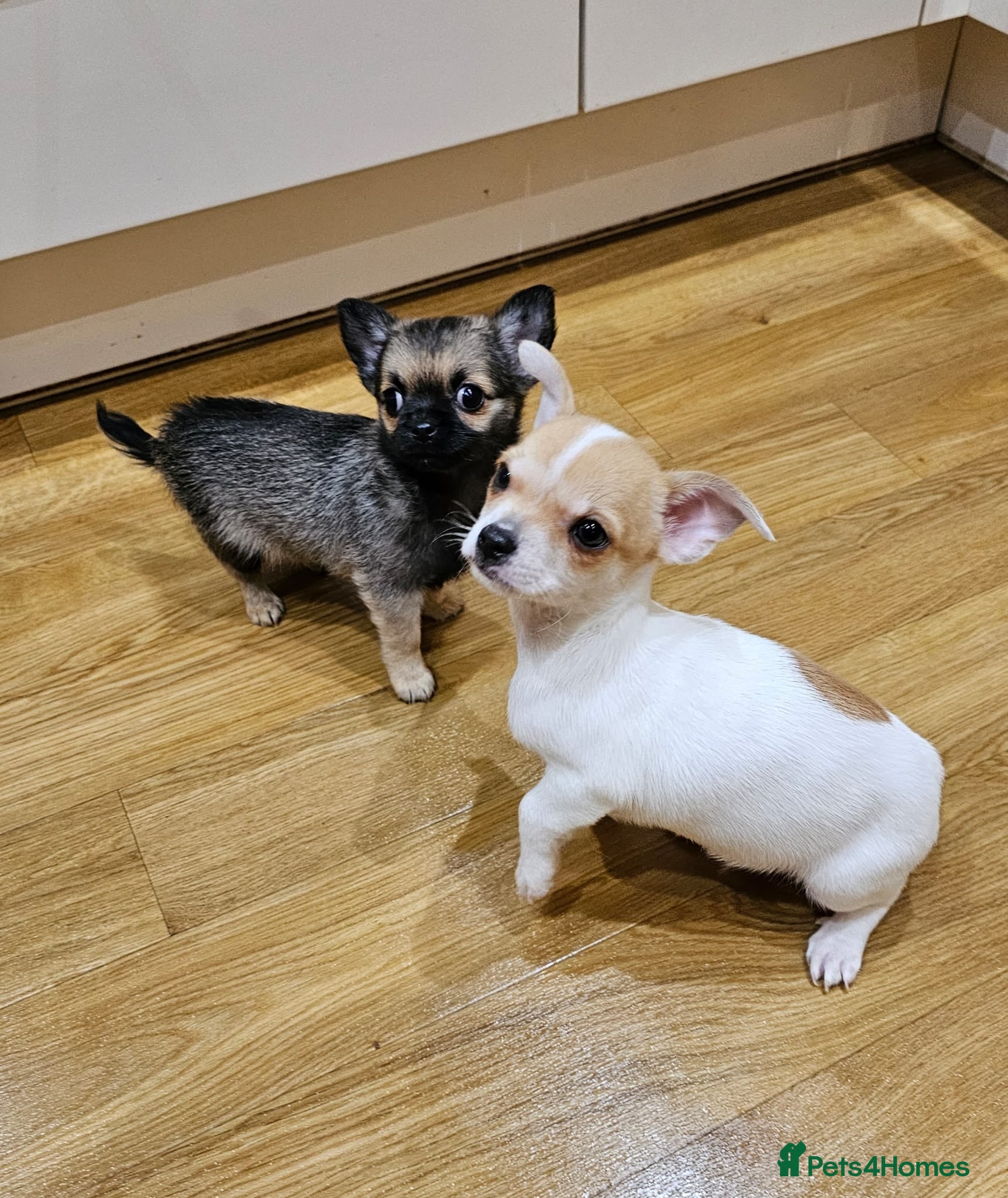 Chihuahua dogs Adorable Chihuahua puppies 🐶 - Advert 5