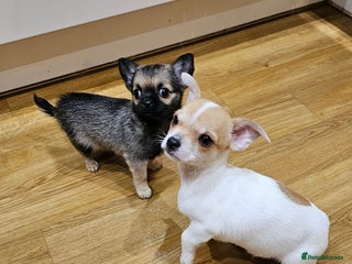 Chihuahua dogs Adorable Chihuahua puppies 🐶 - Advert 5