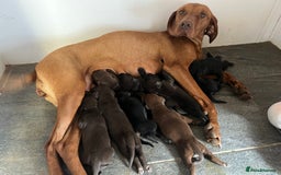 Mixed Breed dogs for sale: VISZLAMANS (viszla x Doberman) - Image 1
