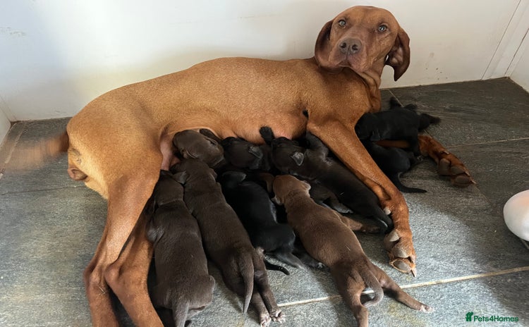 Mixed Breed dogs - Advert 1