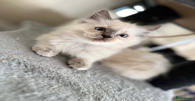 Ragdoll cats - Advert 13