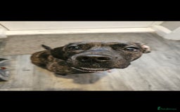 Mixed Breed dogs for sale: Our beautiful pooch - Image 3