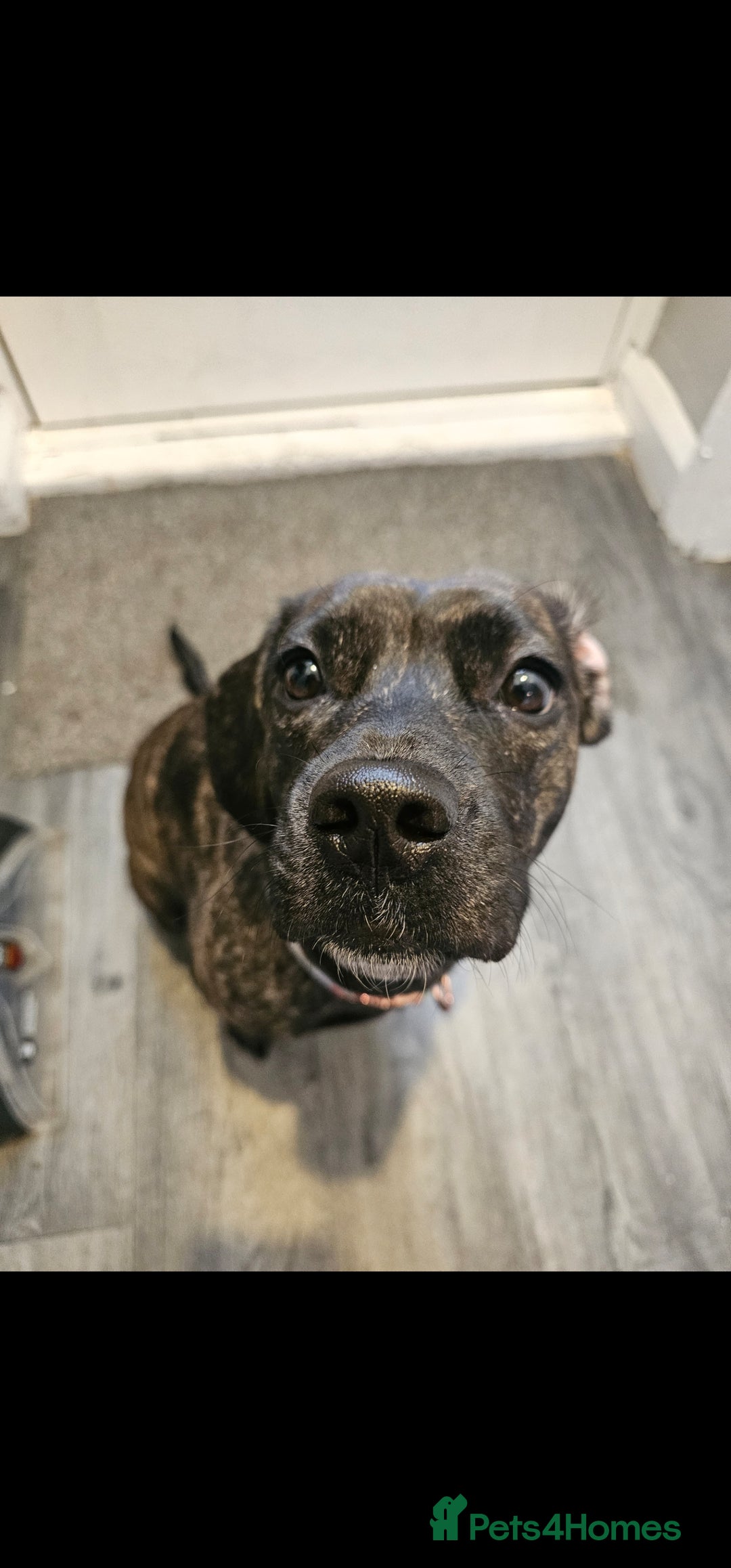 Mixed Breed dogs for sale: Our beautiful pooch - Image 3