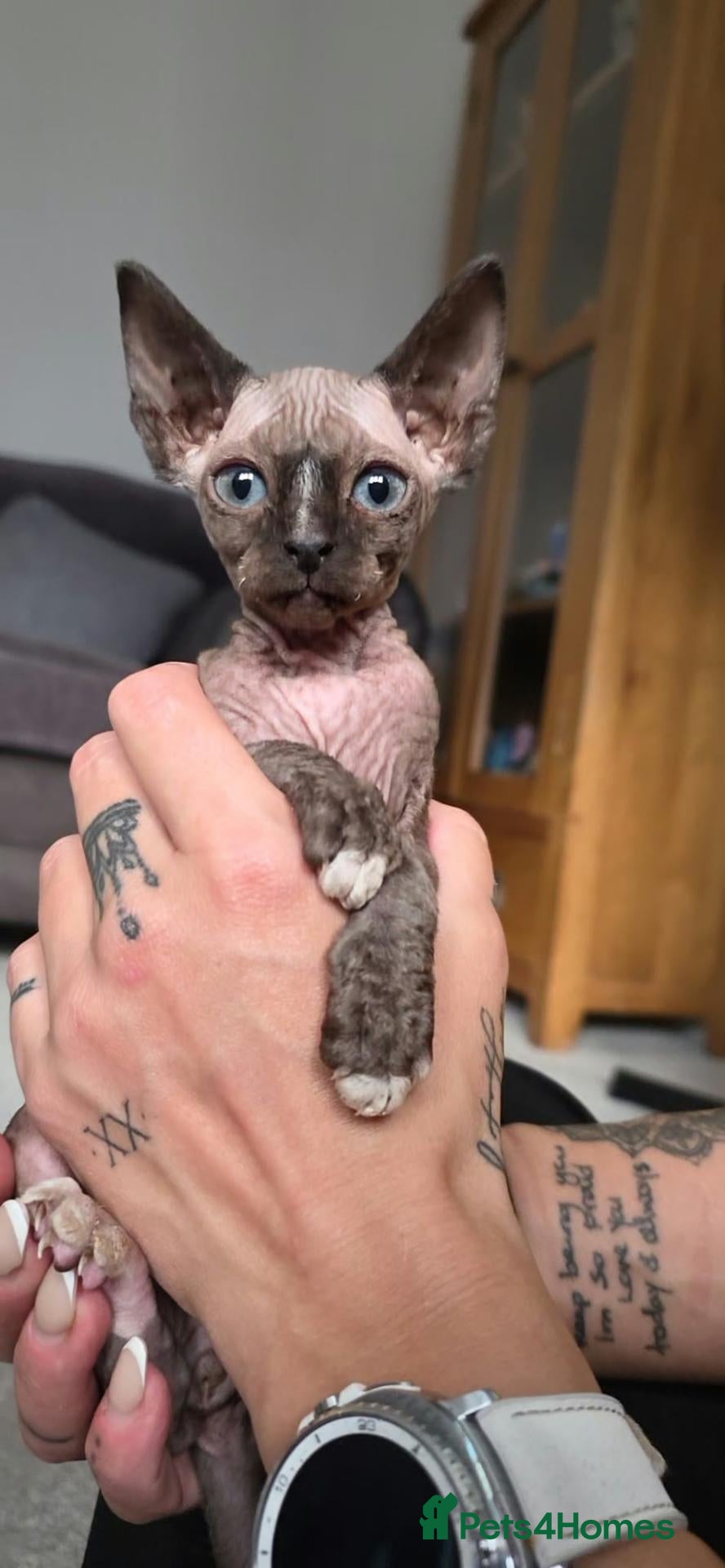 Sphynx cats Sphynx Boy Kitten – Last One Available - Advert 16