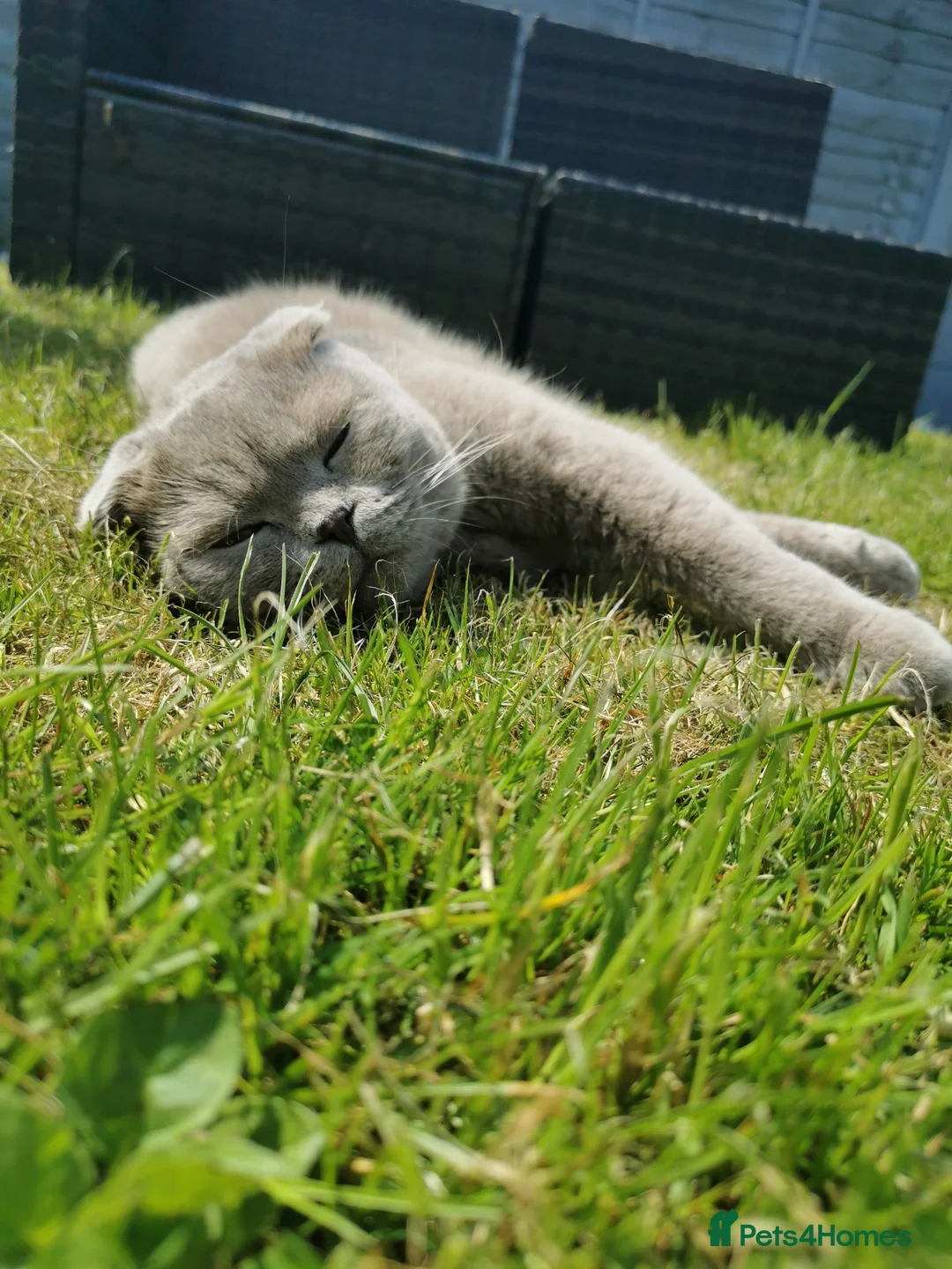 Scottish Fold cats for sale: Scottish fold 5 year old male  - Advert 5