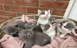 British Shorthair cats for sale: British shorthair kittens  - Image 16
