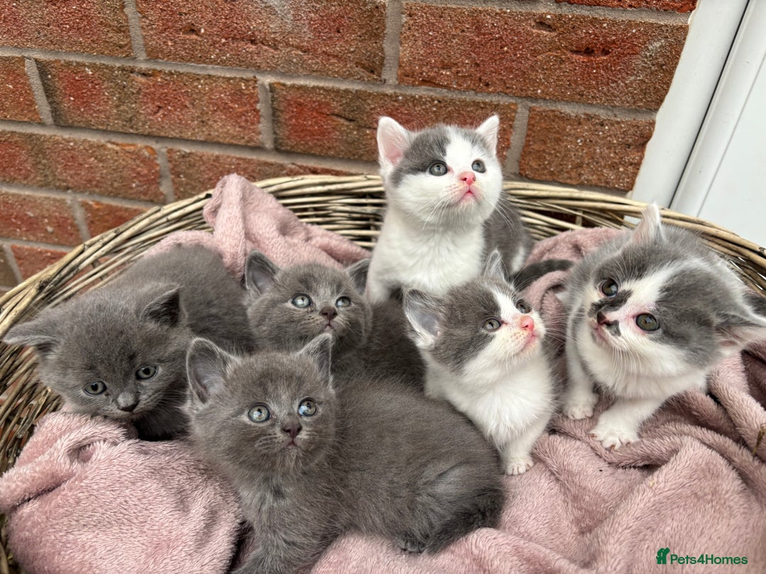 British Shorthair cats for sale: British shorthair kittens  - Image 16