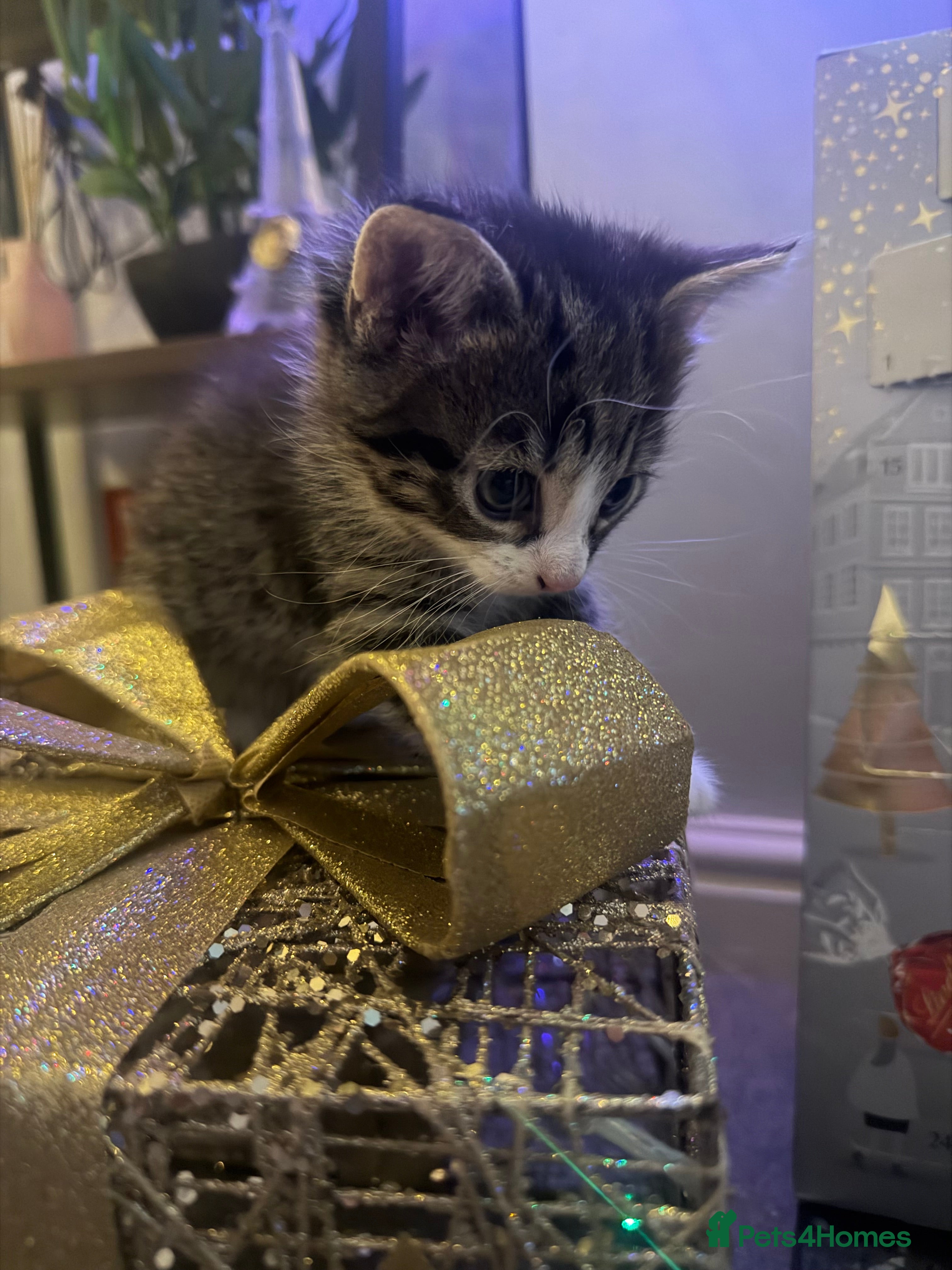 British Shorthair cats Adorable kittens  - Advert 6