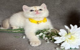 British Shorthair cats for sale: NY 12 British shorthair GCCF golden kittens  - Image 12