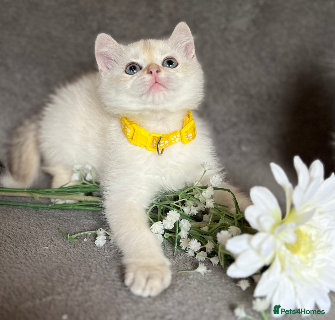 British Shorthair cats for sale: NY 12 British shorthair GCCF golden kittens  - Image 12