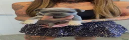 French Bulldog dogs for sale: Puppy frenchies for sale - Advert 17