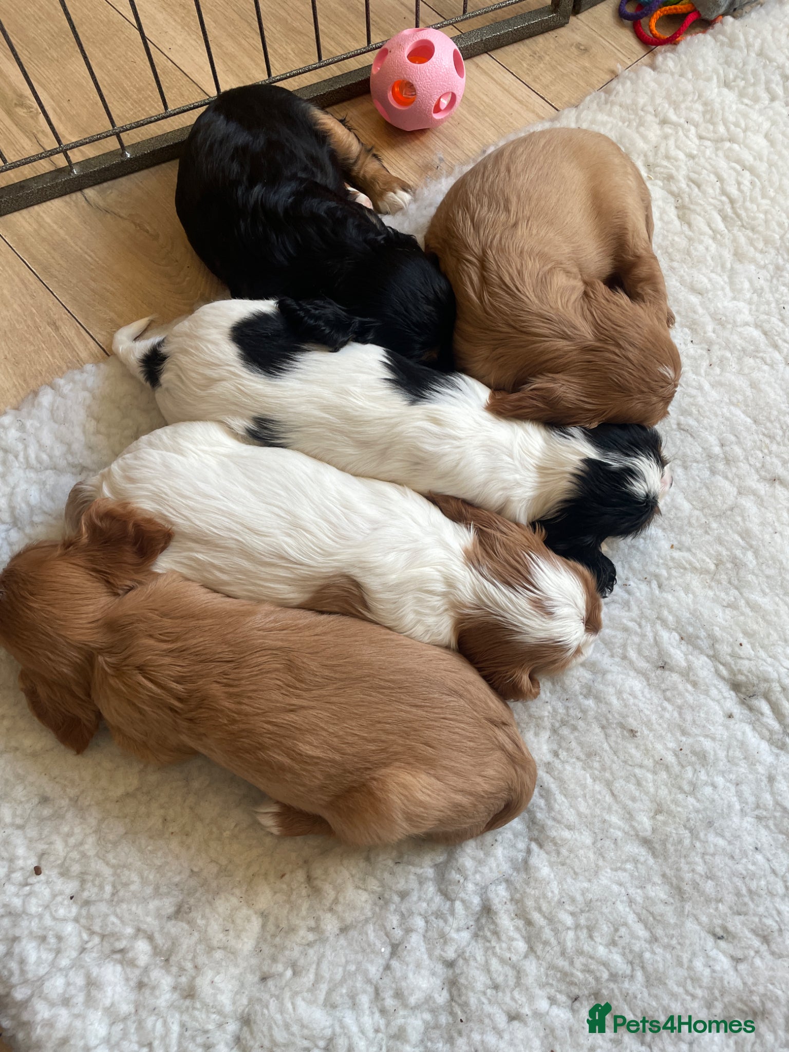 Cavalier King Charles Spaniel dogs Beautiful stunning  ckcs health care tested  - Advert 15