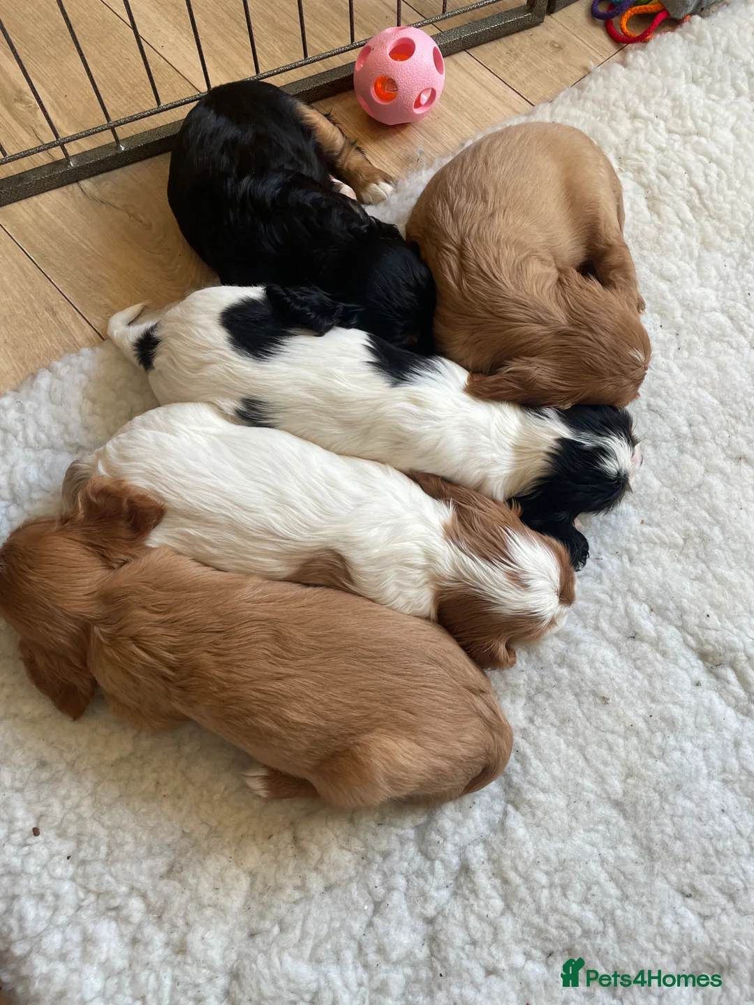 Cavalier King Charles Spaniel dogs for sale: Beautiful stunning  ckcs health care tested  - Advert 40
