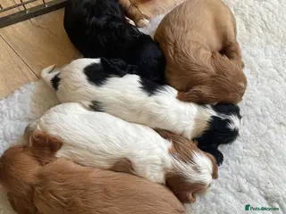 Cavalier King Charles Spaniel dogs Beautiful stunning ckcs health care tested - Advert 15