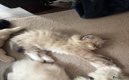 Ragdoll cats for sale: Ragdoll kittens - Image 8