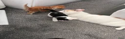 Mixed Breed cats for sale: 3 males, 1 female from loving family home - Advert 9