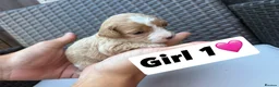 Cavapoo dogs for sale: F2 Cavapoo puppies for sale - Advert 10
