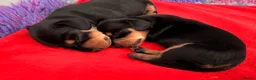 Miniature Dachshund dogs for sale: Licensed. Min smooth, kc/pra clear ready 25/5  - Advert 16