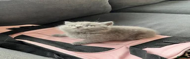 Grey Boy