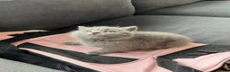 British Shorthair cats for sale: Stunning BSH Kittens ✨🐱 - Advert 12
