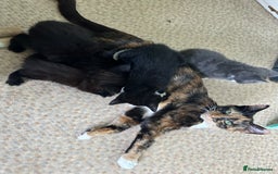 Mixed Breed cats for sale: Beautiful litter off kittens  - Image 2