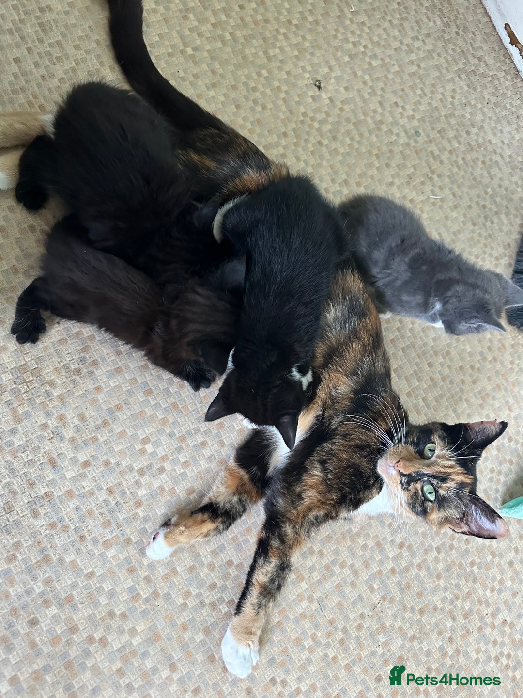 Mixed Breed cats for sale: Beautiful litter off kittens  - Image 2