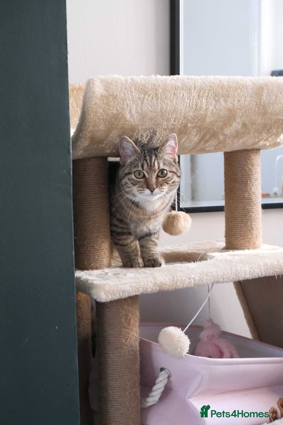 Mixed Breed cats for sale: Rehoming our lovely kitten Lulu - Advert 1