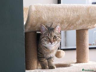 Mixed Breed cats Rehoming our lovely kitten Lulu - Advert 1