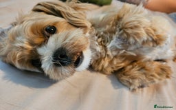 Maltese dogs for sale: Maltipoo Gorgeous Girl  - Image 6