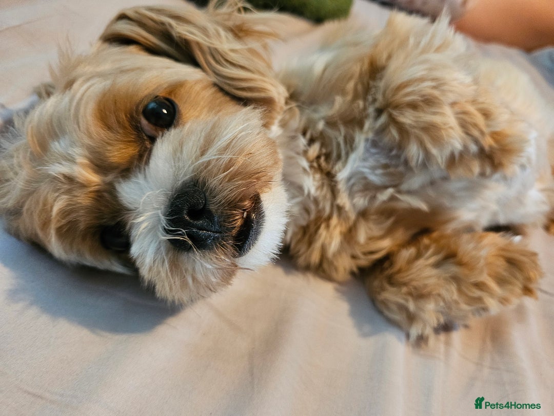 Maltese dogs for sale: Maltipoo Gorgeous Girl  - Image 6