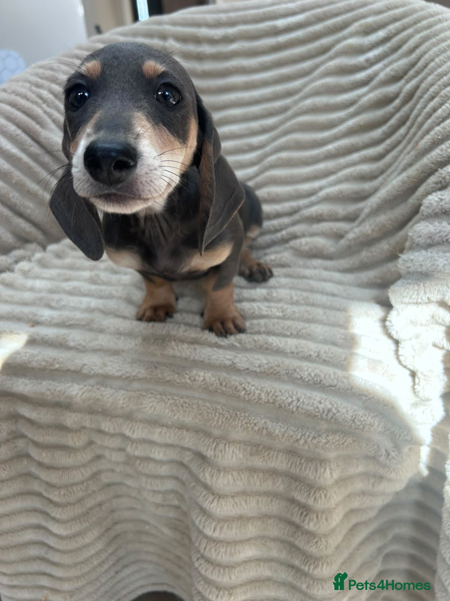Miniature Dachshund dogs *** mini dachshund ** - Advert 2