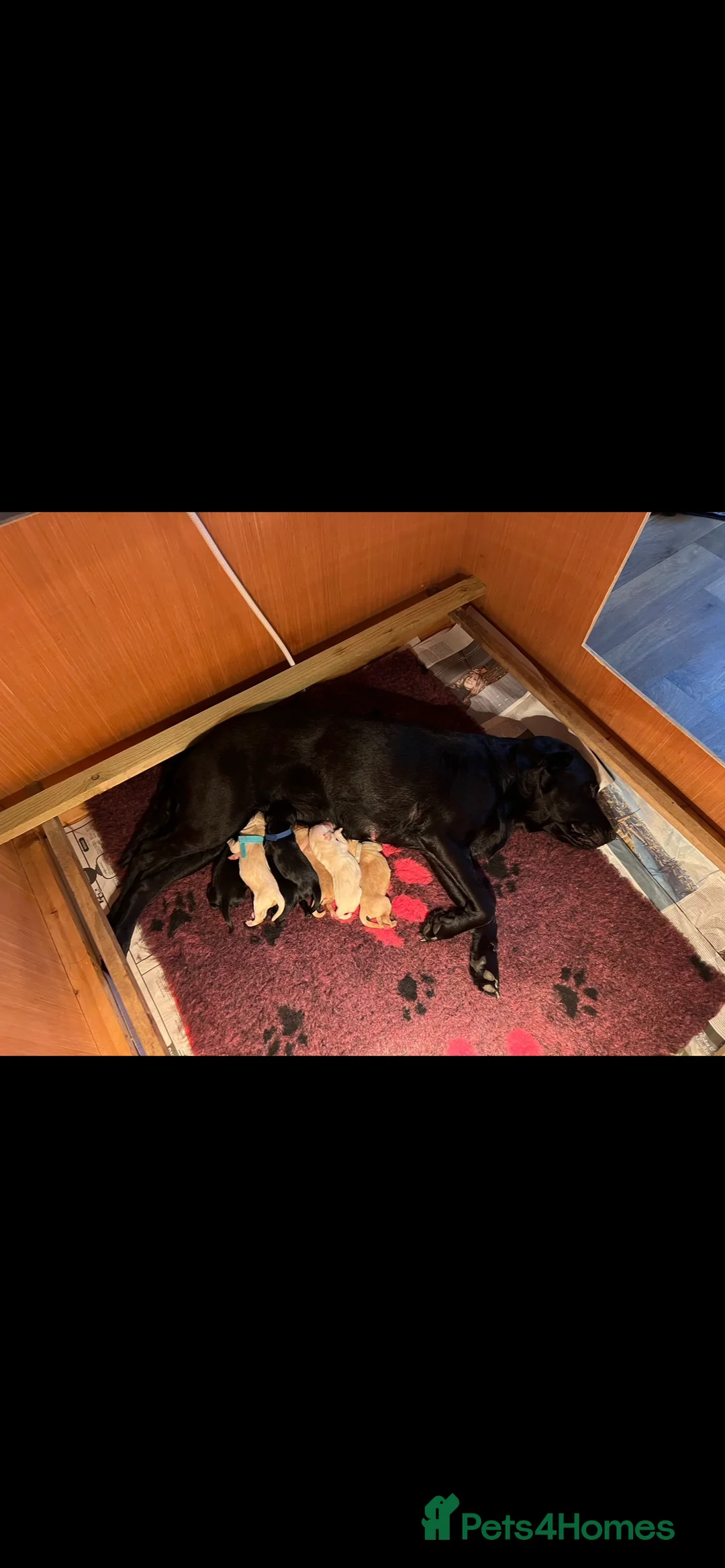 Labrador Retriever dogs for sale: Non KC registered Labrador Puppy - Advert 5