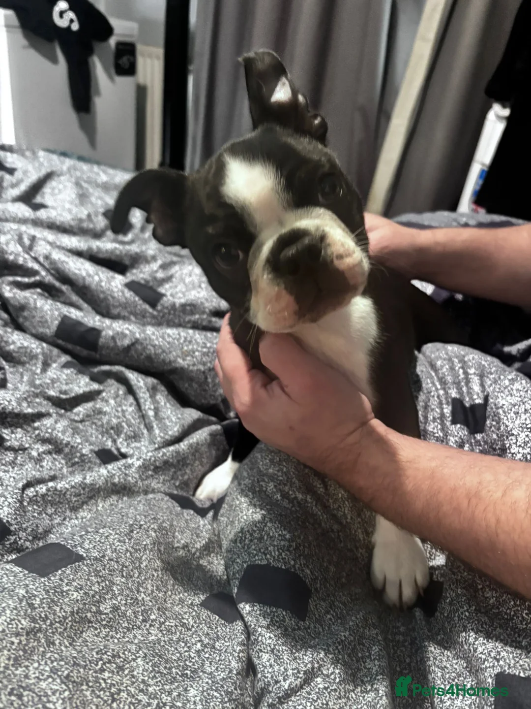 Boston Terrier dogs for sale: Boston terrier  - Advert 3