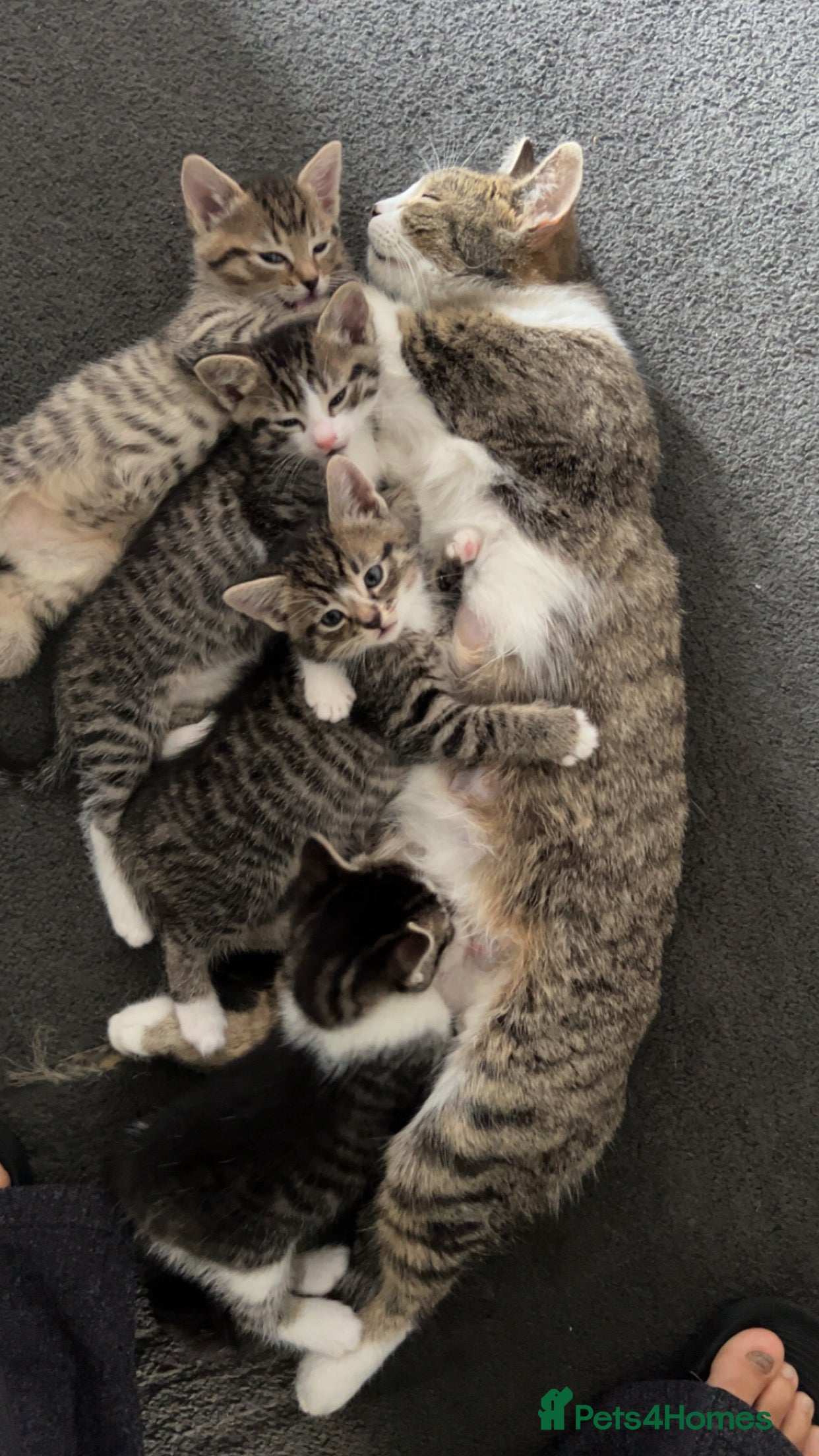 Mixed Breed cats 4 babies for sale  - Advert 1