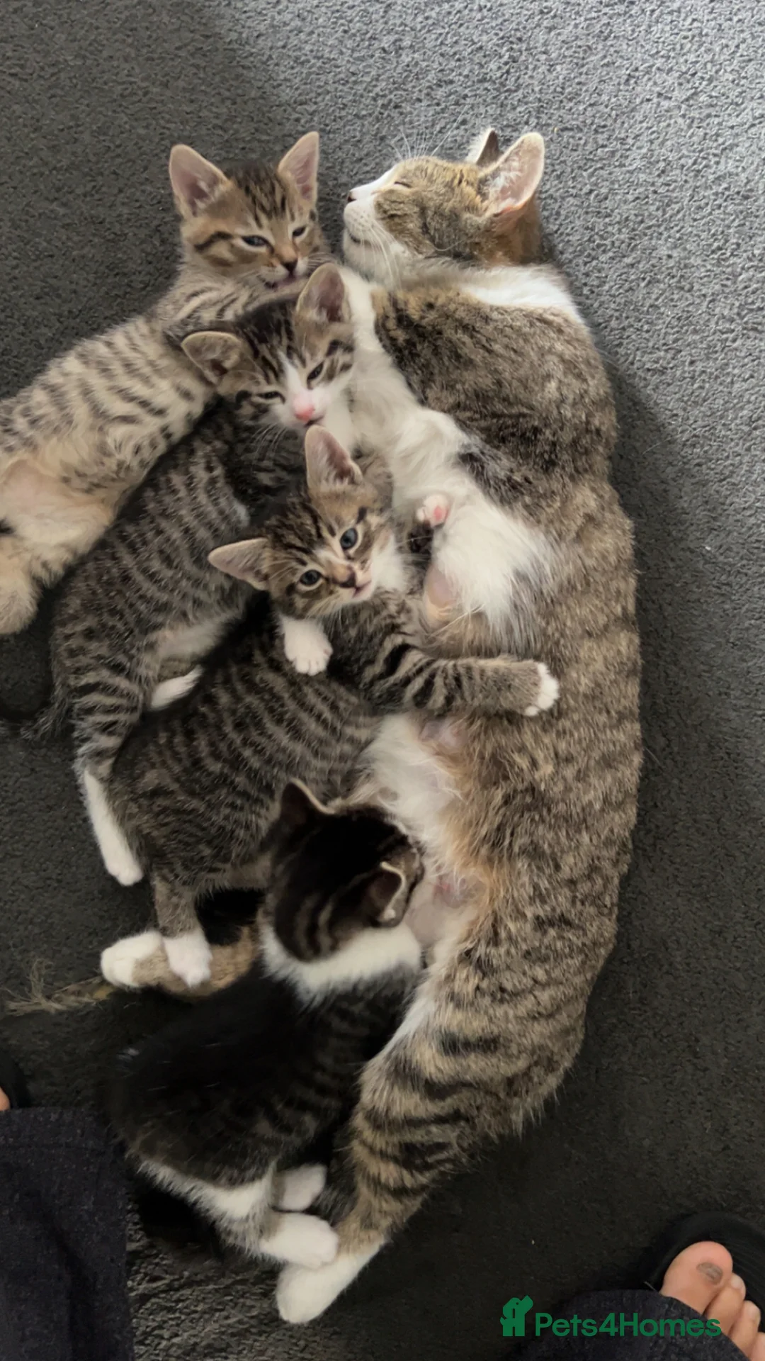 Mixed Breed cats for sale: 4 babies for sale  - Advert 1