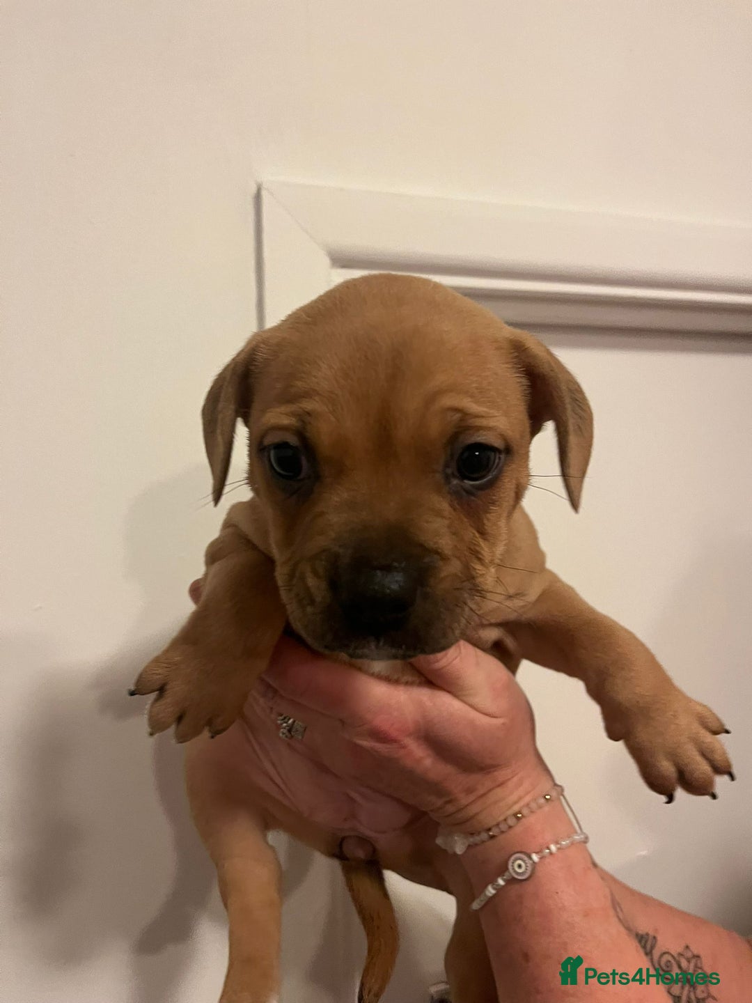 Mixed Breed dogs for sale: Puppies looking for their forever homes  - Advert 5