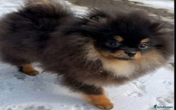 Pomeranian dogs for sale: 🏆The best you can get Russian Taiwan bloodlines - Image 15