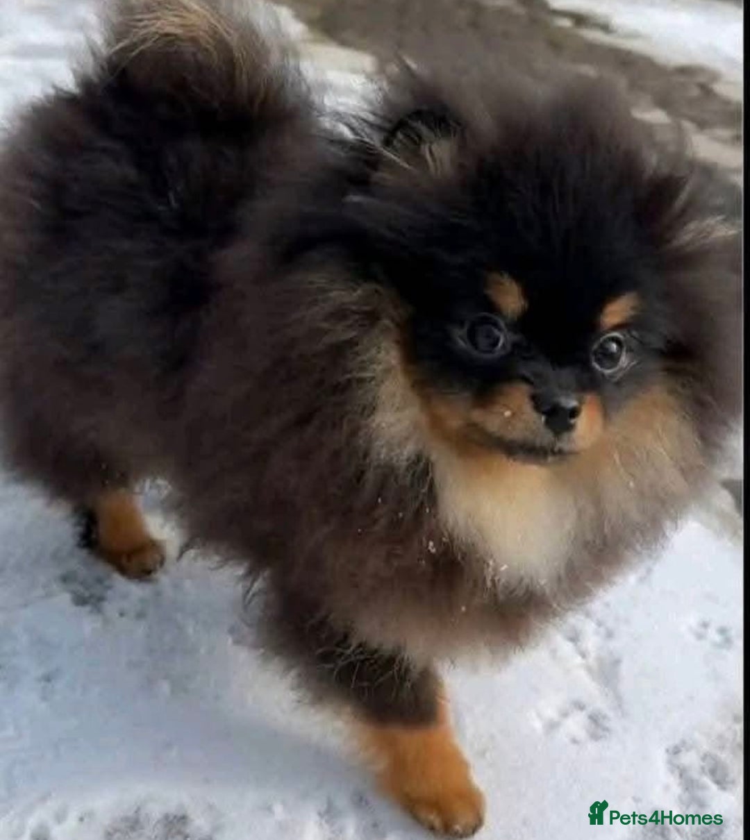 Pomeranian dogs for sale: 🏆The best you can get Russian Taiwan bloodlines - Image 15