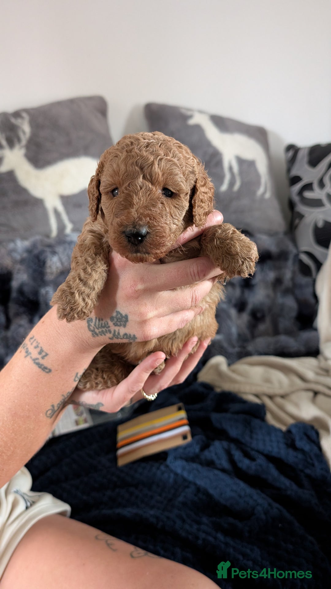 Cavapoo dogs for sale: Beautiful Cavapoo X toy poodle puppies  - Image 12
