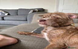 Mixed Breed dogs for sale: Lovely Bossipoo - Advert 7