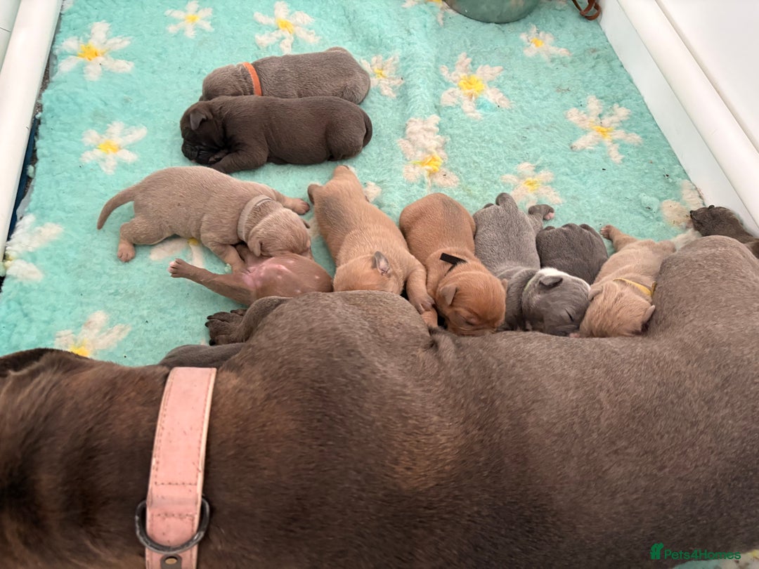 Olde English Bulldogge dogs for sale: Olde English Bulldogges pups - Image 11