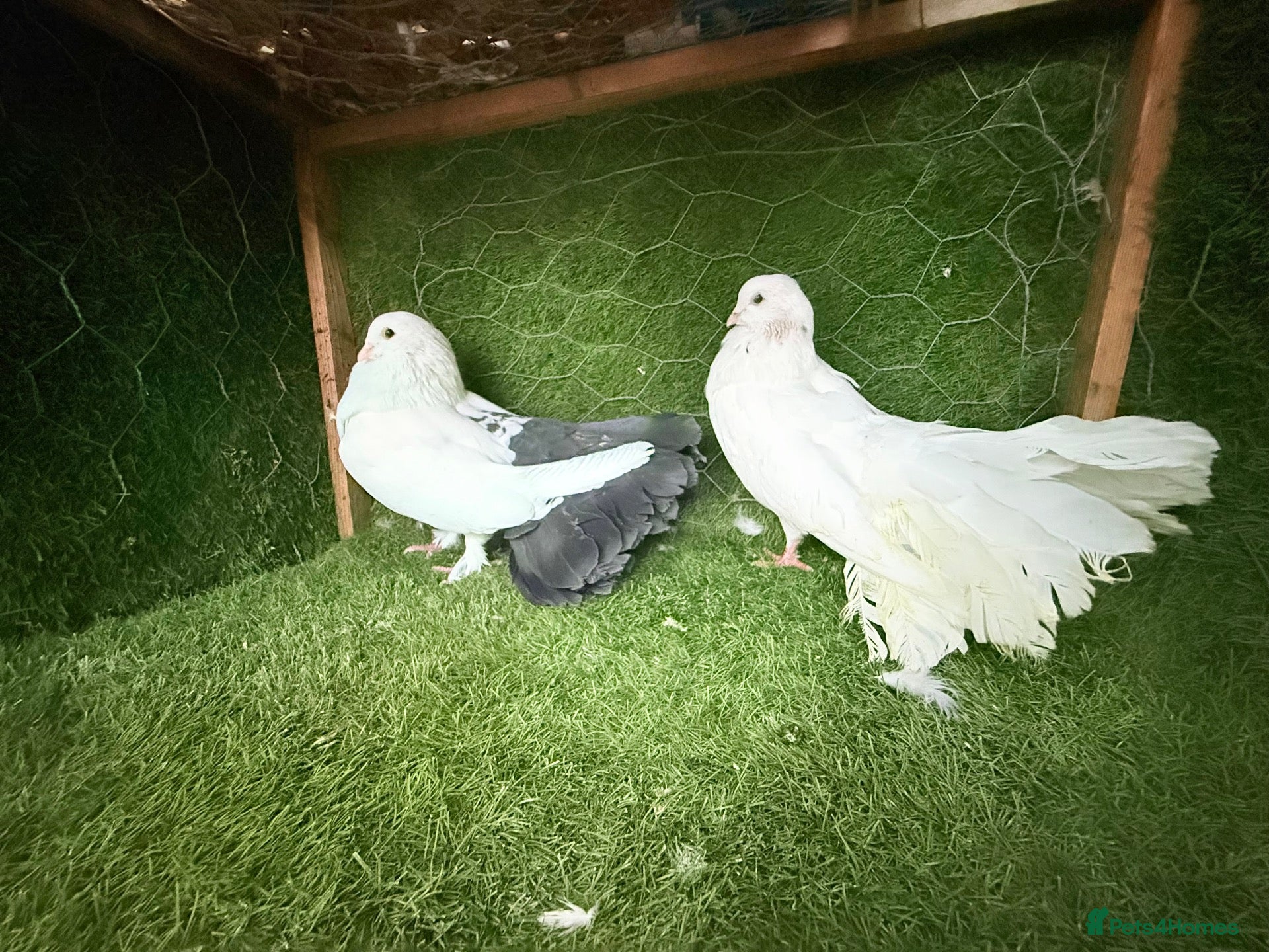 Pigeons birds Strong Breeding Pigeon Pairs – £70 Per Pair - Advert 2