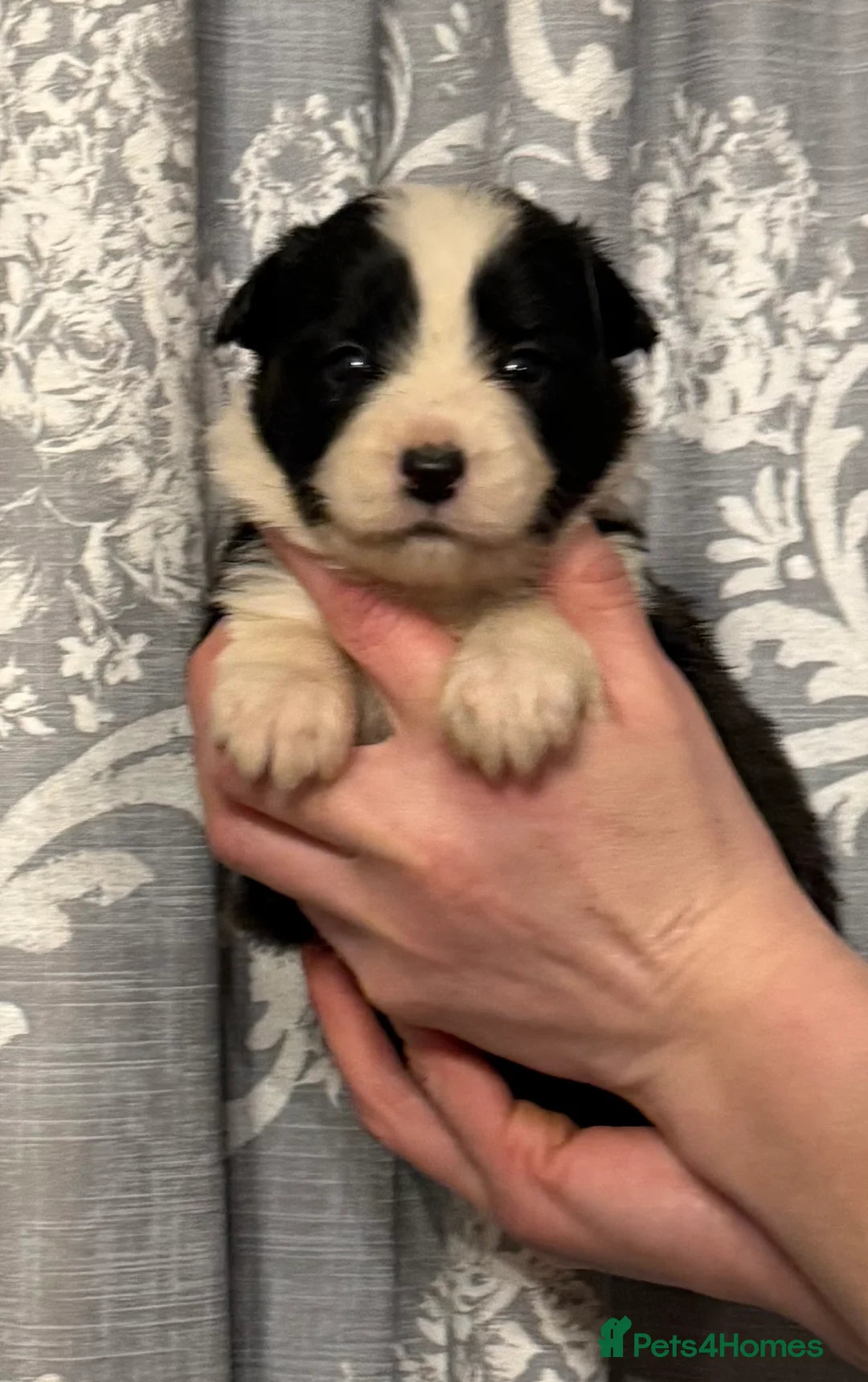 Border Collie dogs for sale: Long coated Border Collie pups  - Advert 6
