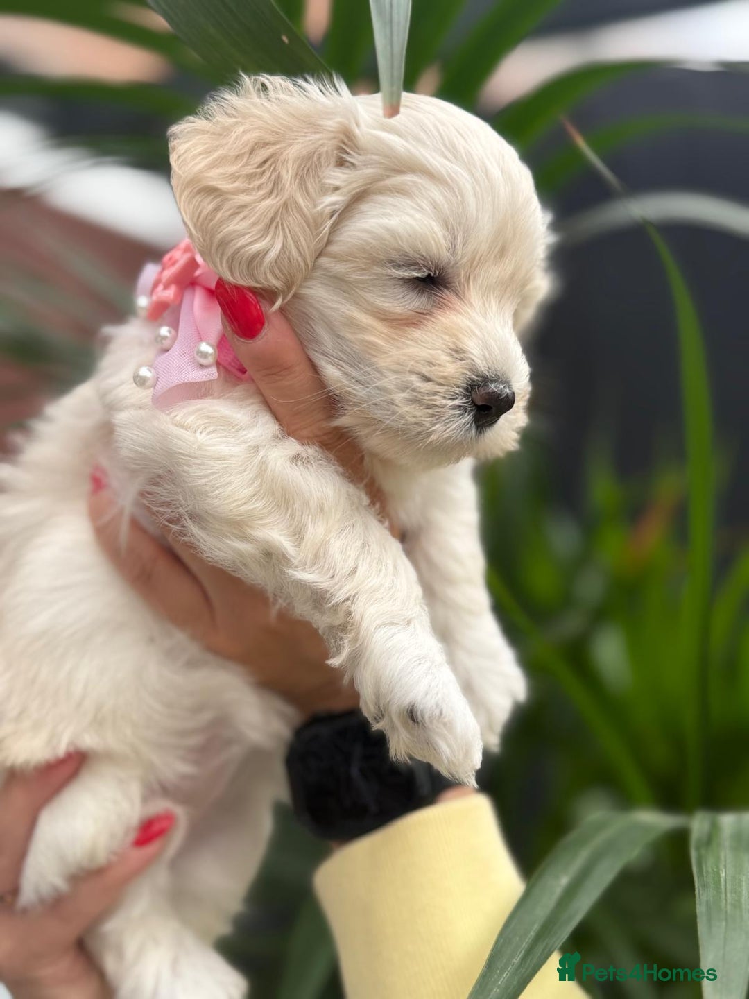 Maltipoo dogs for sale: ❤️Maltipoo beutifull puppies healthy checked❤️😍🥰 - Image 27
