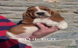 Basset Hound dogs for sale: KC BASSET HOUND PUPPIES  - Image 5