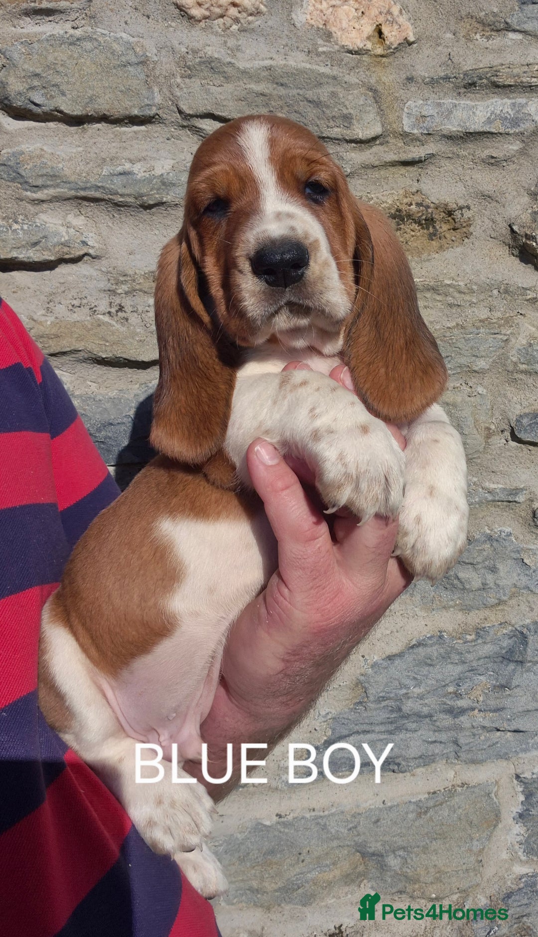 Basset Hound dogs for sale: KC BASSET HOUND PUPPIES  - Image 5