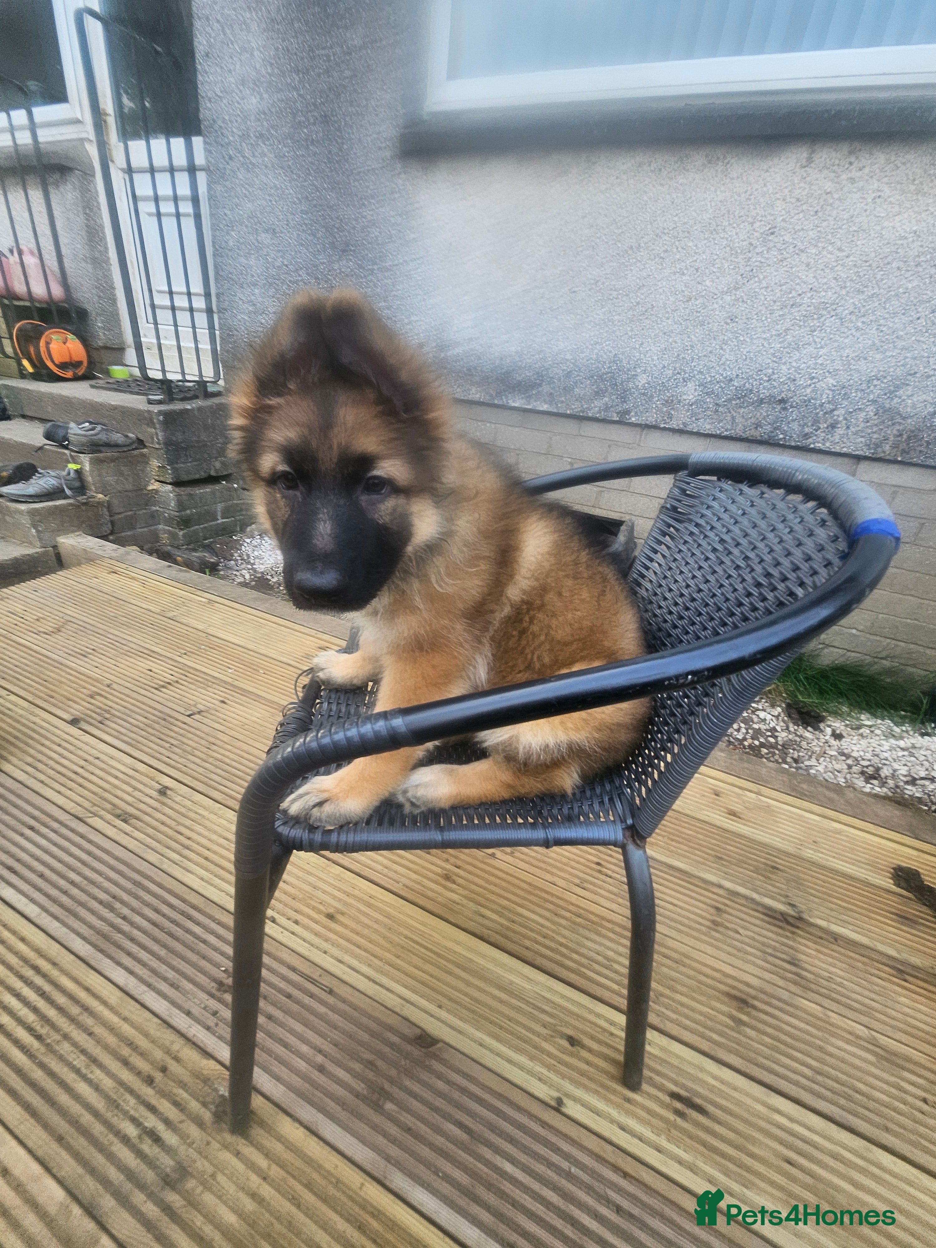 German Shepherd dogs Long haired German shepherd pups  - Advert 2