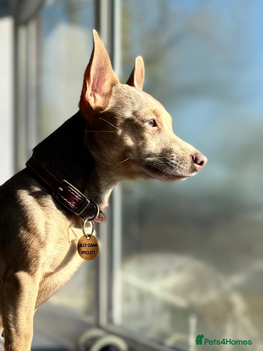 Jack Russell dogs for sale: Wenlock Jack Russells  - Advert 2