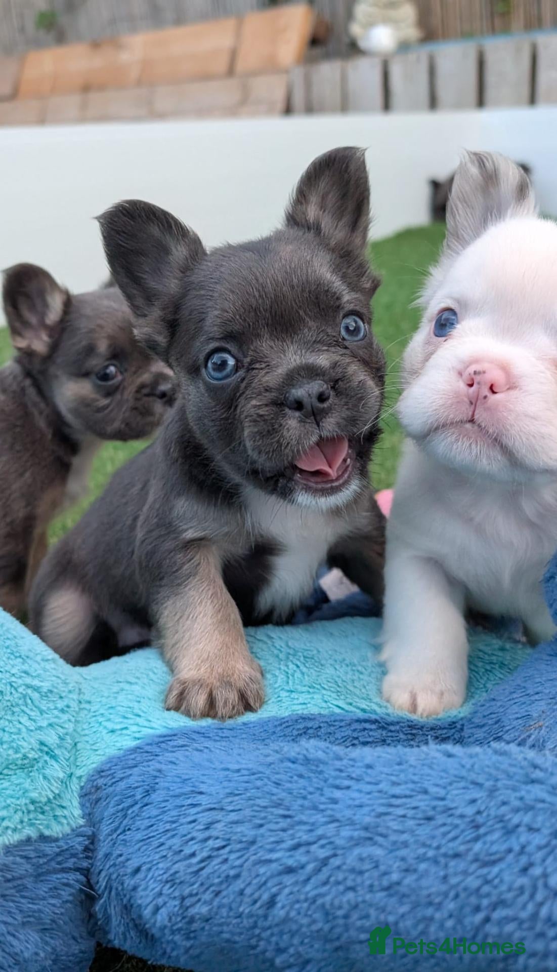 French Bulldog dogs Visual Fluffy blue tri lilac tan Frenchie pups  - Advert 1