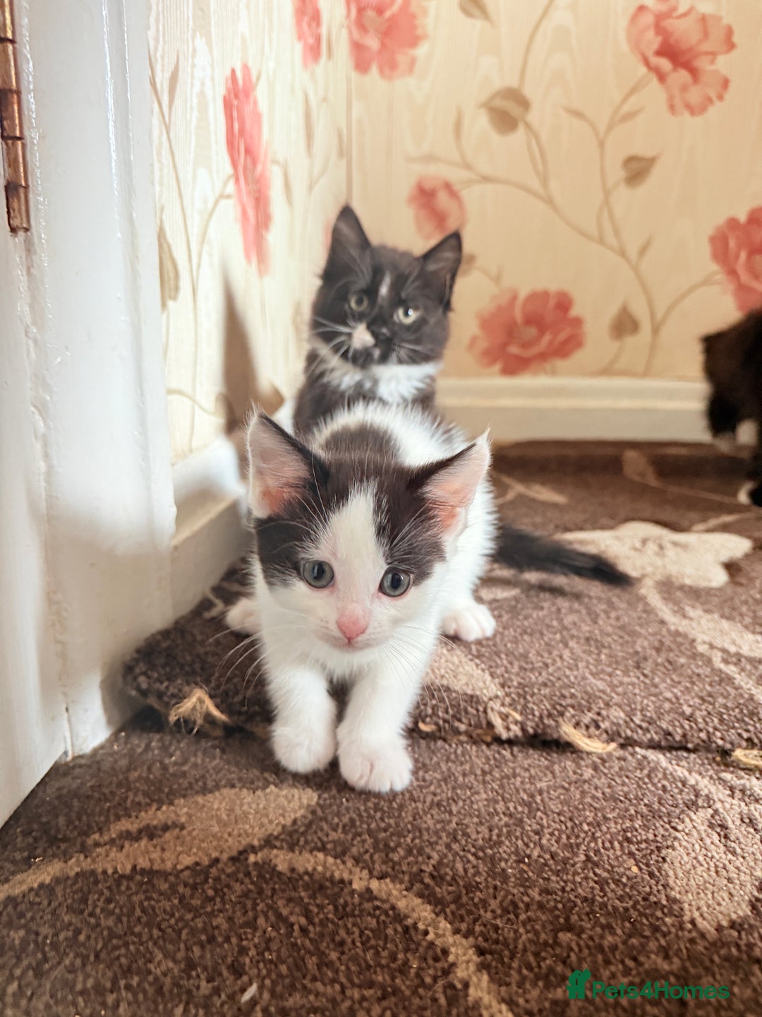 Mixed Breed cats for sale: 5 Beautiful Black & White Kittens Available  - Image 29